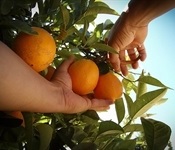 recogiendo-naranjas