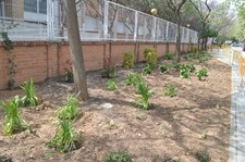 Renovació integral de l'enjardinament davant l'escola Baladre